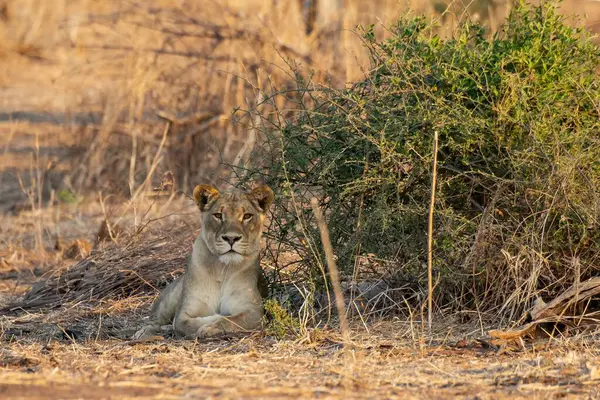 Aslan çimenlerde oturuyor, Kruger Park, Güney Afrika