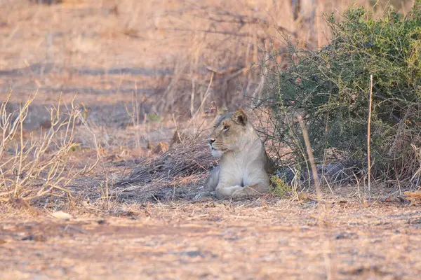Aslan kuru çimenlerde oturuyor.