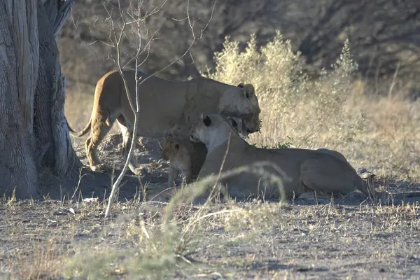 Savanadaki bir grup aslan.