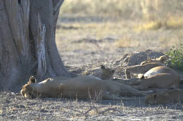Etoşa Ulusal Parkı, Namibya 'da aslan