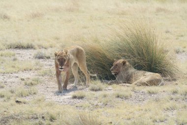 Kenya savanındaki aslan