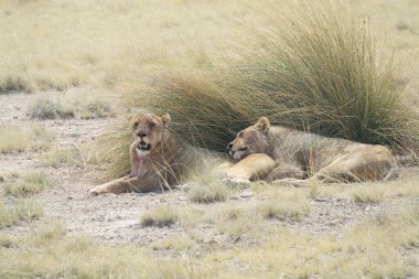 Savannah dişi aslan