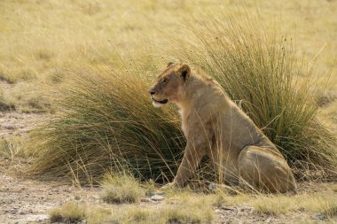 Kenya savanındaki aslan