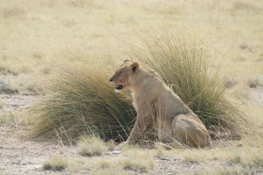 Vahşi doğada dişi aslan.