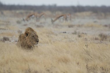 Büyük bir aslan kışın yerde yürür..