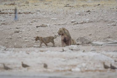 Aslan köpek, doğadaki hayvan.