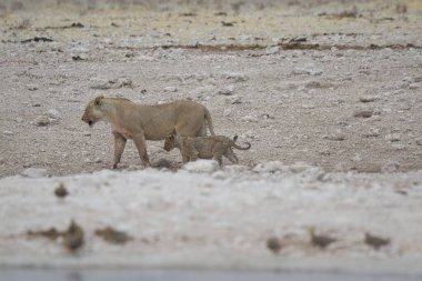 Afrika savanındaki vahşi aslanlar, Afrika