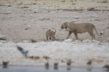 Aslan yavrusu ve anne