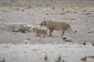 Etoşa Ulusal Parkı, Namibya 'da aslan