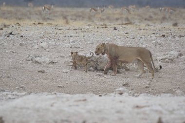 Etoşa Ulusal Doğa Koruma Alanı, Namibya, Afrika