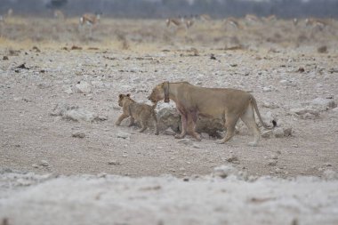 Savanadaki bir grup vahşi hayvan.