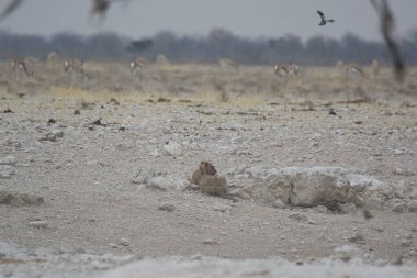 Ormandaki beyaz bir aslanın yakın plan fotoğrafı.