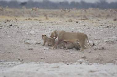 Çölde oynayan bir grup beyaz aslan.