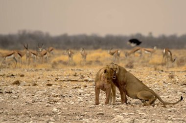 Namibya 'daki Etoşa' da aslan.