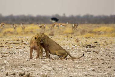 Savanadaki bir grup vahşi aslan.