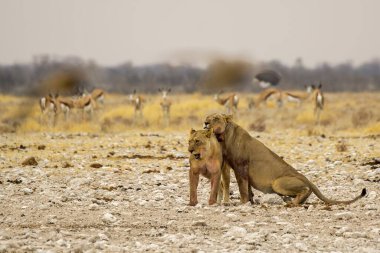 Güney Afrika 'daki Kruger Ulusal Parkı' nda aslan var.