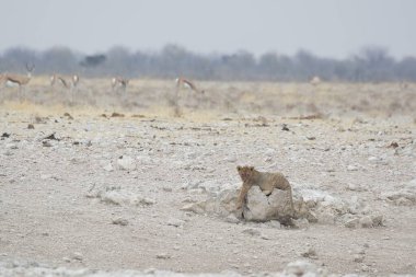 Karda beyaz bir tilki