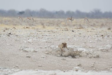 Karda beyaz bir ayı