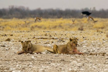 Çölde bir aslan grubu.