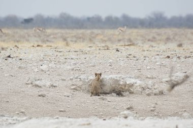Kardaki beyaz sincap.