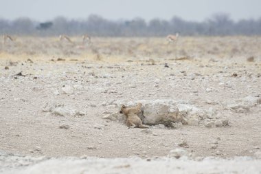 Beyaz kar tilkisi vahşi doğada