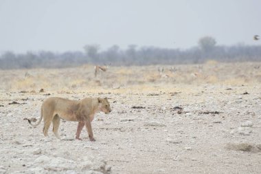 Namibya 'daki Etoşa Milli Parkı' nda aslan.