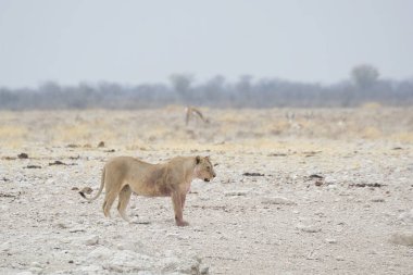 Etoşa Ulusal Parkı, Namibya 'da bir aslan.