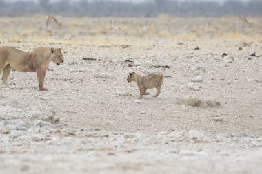 Namibya 'da çöldeki bir aslanın güzel bir fotoğrafı.