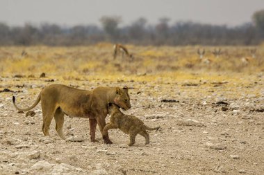 savana vahşi hayvanlar