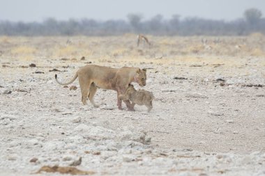 Etoşa Ulusal Parkı, Namibya 'da Afrika vahşi yaşam aslanı