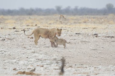 Çöldeki bir grup vahşi hayvan.