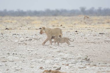 Genç aslan ve genç aslan namibya bozkırında yürüyor.
