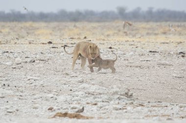 Bebeğiyle birlikte Afrika fili