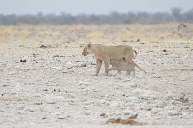 Etoşa Ulusal Parkı 'nda beyaz aslan.