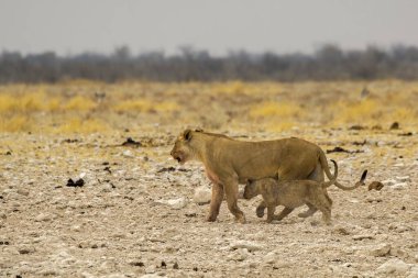 Genç bir vahşi aslan Etoşa Ulusal Parkı 'nda yürüyor.