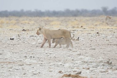 Genç bir dişi ve erkek aslanın güzel bir resmi. Büyük beyaz, kuru, kahverengi bir çöl.