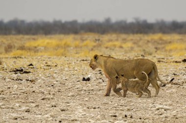 Namibya bozkırında genç bir aslan.