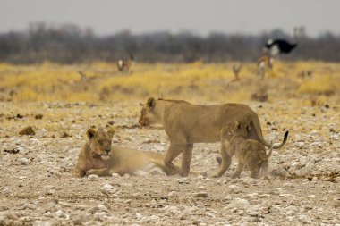 Kenya savanındaki aslan