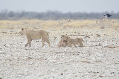 Aslan etkin ulusal park, Namibya