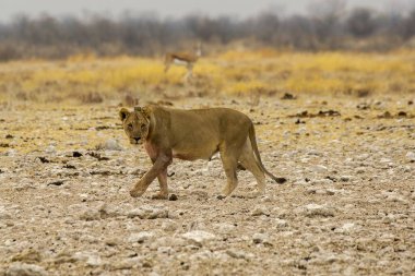 young lion in etosha national park in namibia