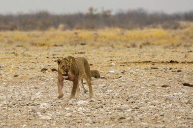 Afrika savanındaki aslan.