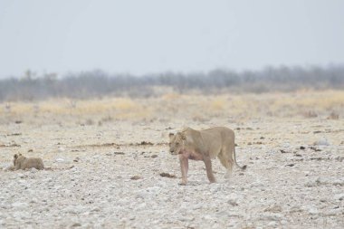Savanadaki bir grup vahşi yiyecek.