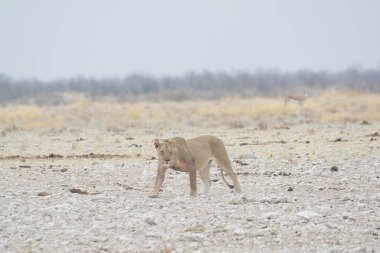 Namibya 'daki Etoşa safarisinde dişi bir aslan.