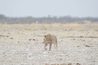Kruger Park, Güney Afrika 'da vahşi bir aslan.