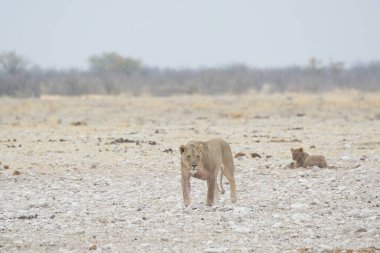 Kenya savanındaki Afrika aslanı.