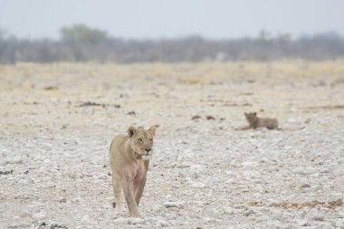 Etoşa 'daki aslan - namibya