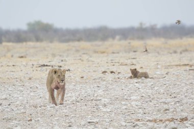Afrika Vahşi Yaşam Aslanı Kruger Ulusal Parkı, Güney Afrika; Specie Leo Ailesi