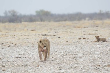 Afrika bozkırında bir aslan