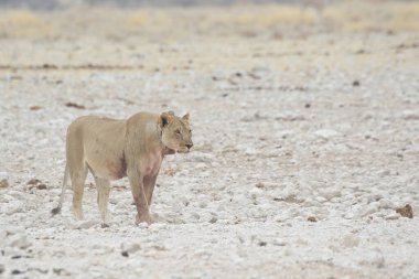 Beyaz aslan etosha çölünde