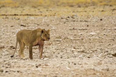 Aslan yavrusu çölde yürüyor.